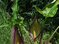 Arum concinnatum 8, Saxifraga-Ed Stikvoort